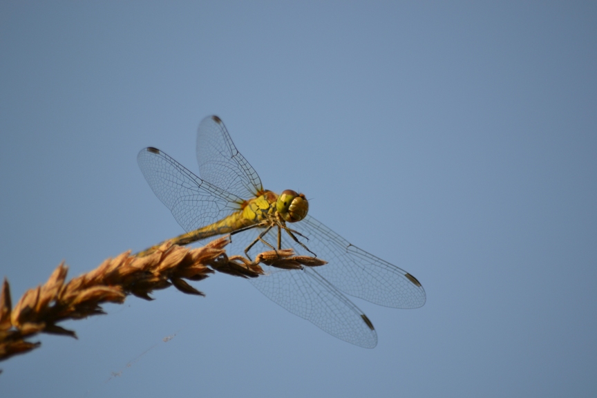 libellula da identificare